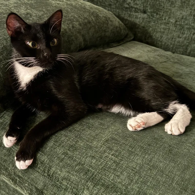 Midnight thumbnail 3