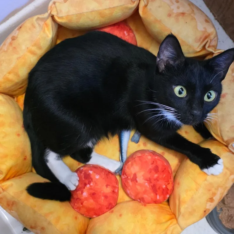 Midnight thumbnail 4