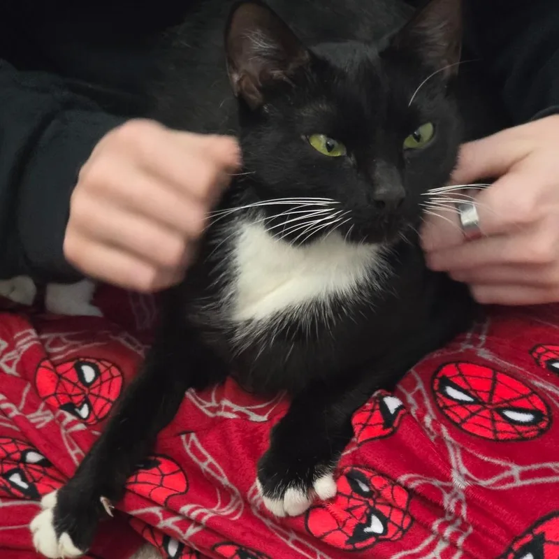 Midnight thumbnail 5