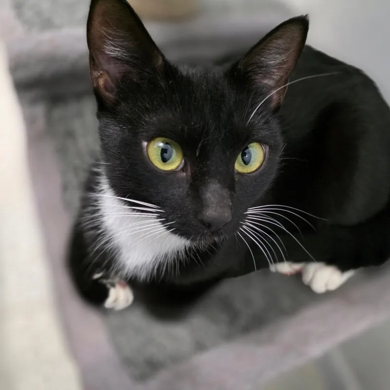 Midnight thumbnail 6