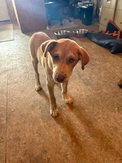 A baby medium-sized male Labrador Retriever dog named Parker for adoption in Lafayette, TN