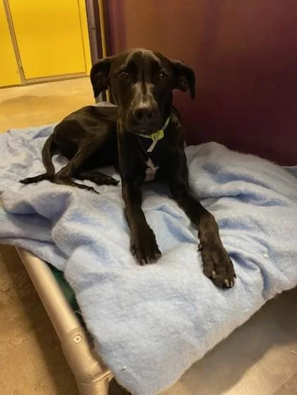 An adult large-sized male Labrador Retriever dog named Rocky for adoption in Kansas City, MO