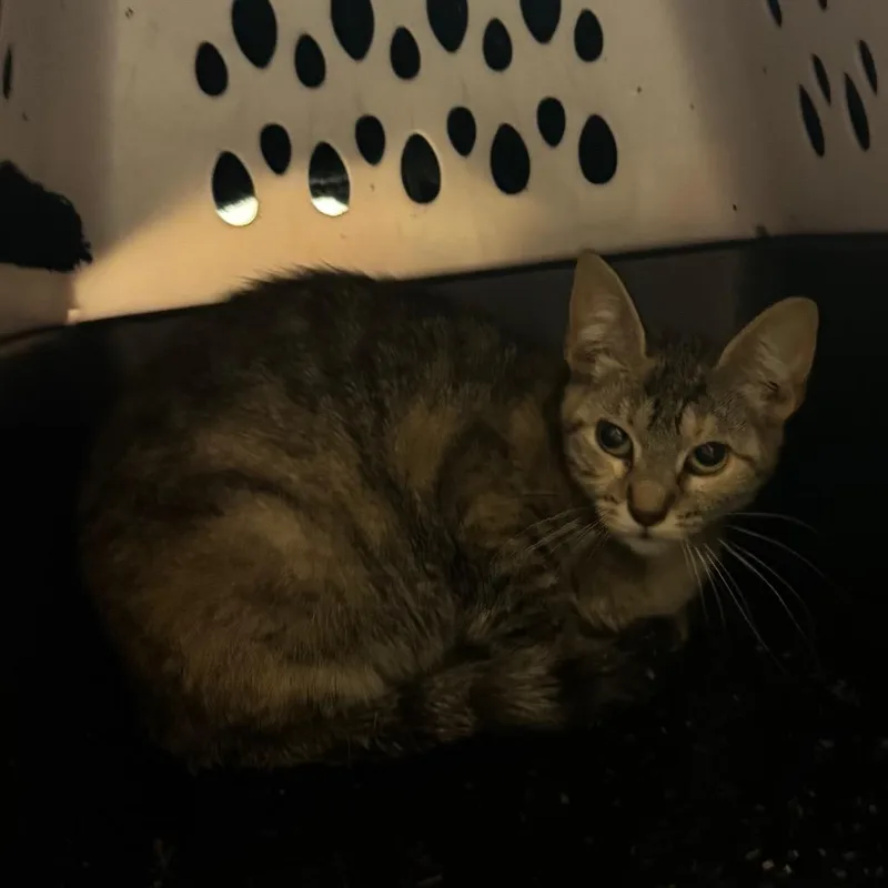 A young medium-sized female Brown / Chocolate Domestic Short Hair cat named Judy for adoption in Bristol, IN