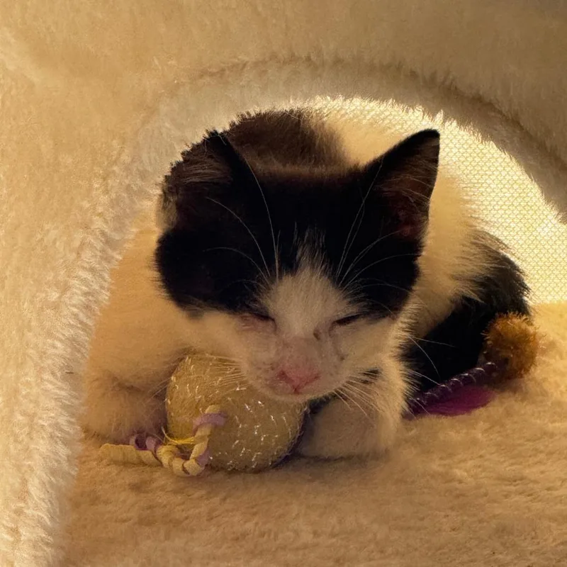 A baby small-sized female White Domestic Short Hair cat named Baloo for adoption in Webster, TX