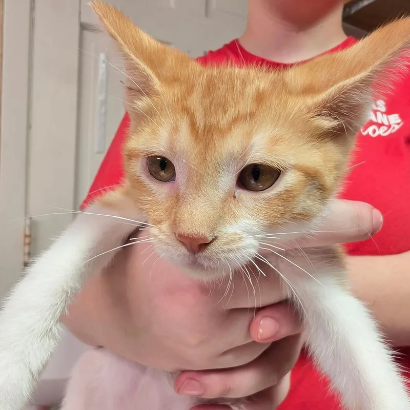 A baby small-sized female White Domestic Short Hair cat named Creamsicle for adoption in Leander, TX