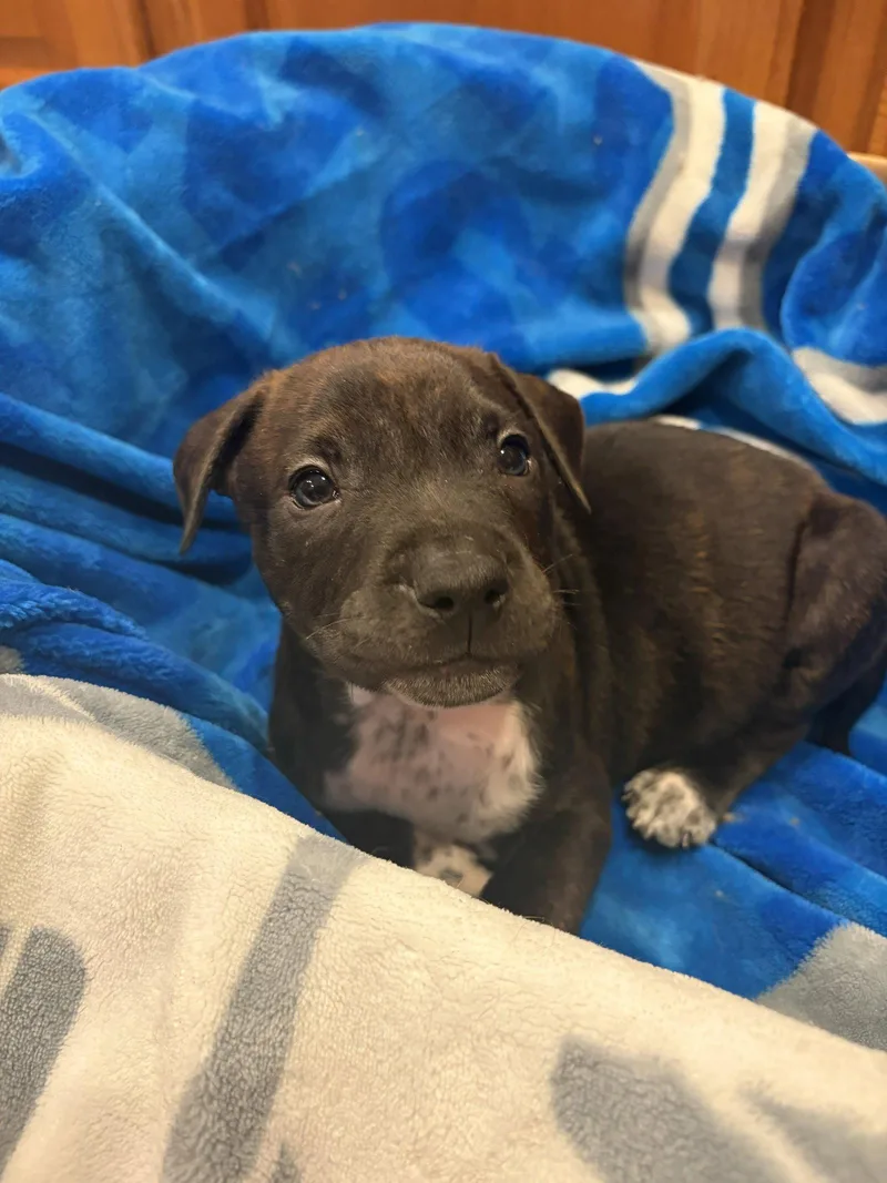 A baby small-sized male Pit Bull Terrier dog named Pongo for adoption in Belleville, MI