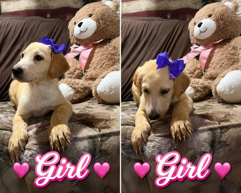 Rosie thumbnail 3