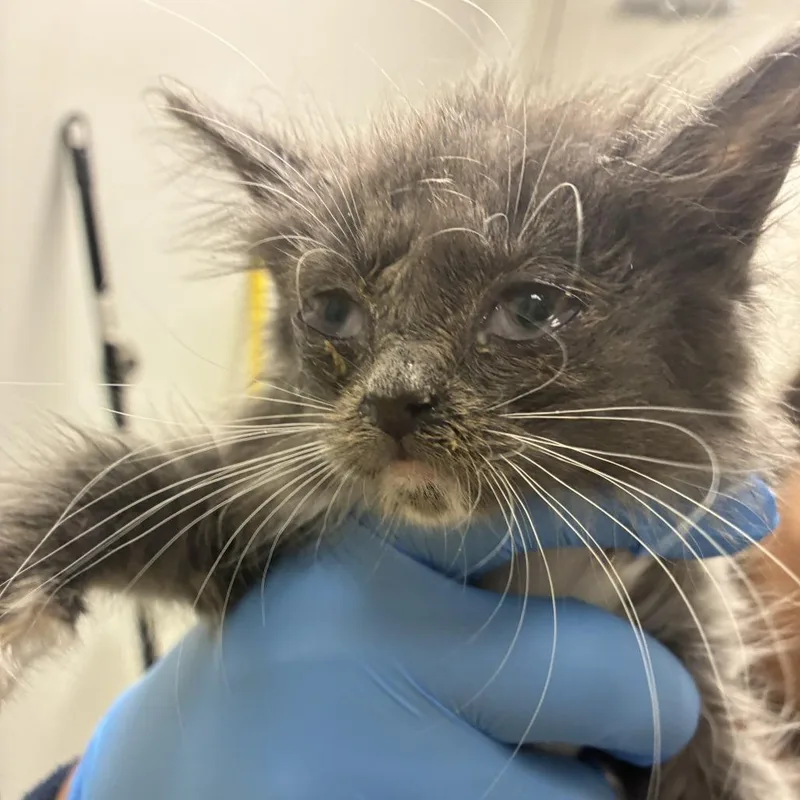 A baby small-sized female Gray / Blue / Silver Domestic Medium Hair cat named 71565 for adoption in Harrisonburg, VA