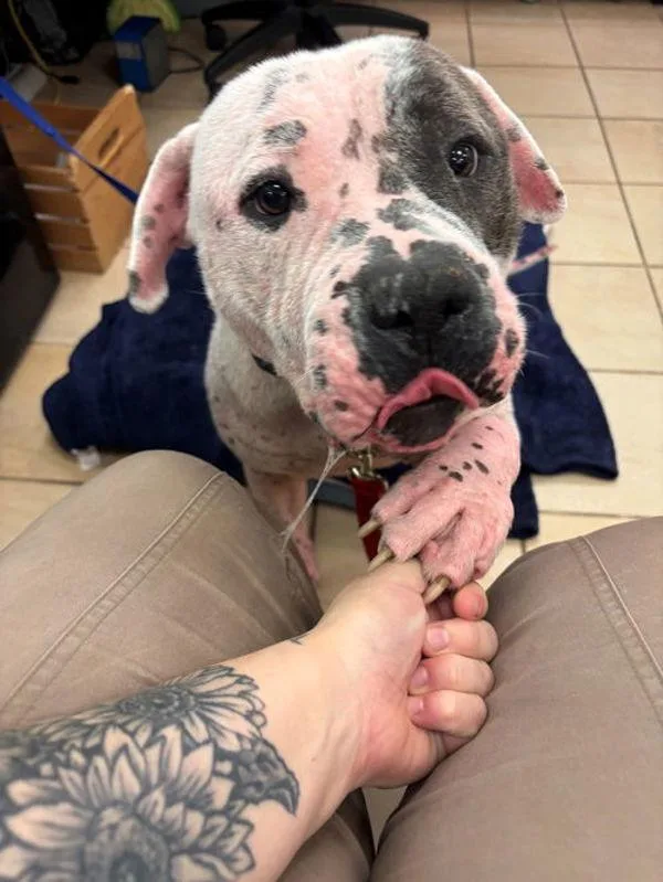 An adult large-sized male American Bulldog dog named Puppy for adoption in Virginia Beach, VA