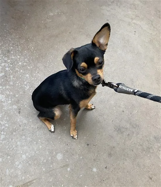 A young medium-sized female Mixed Breed dog named Patty for adoption in Dallas, TX