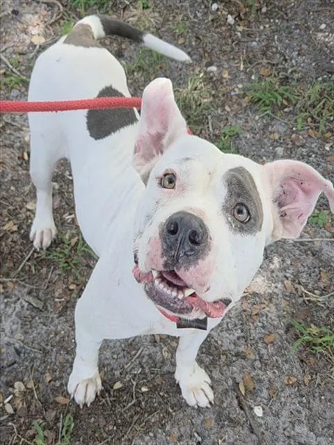 An adult large-sized female American Staffordshire Terrier dog named Jude for adoption in Fort Lauderdale, FL