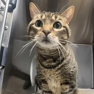 An adult medium-sized female Tabby (Brown / Chocolate) Domestic Short Hair cat named Uma for adoption in Philadelphia, PA