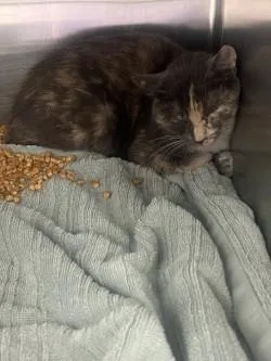 A young medium-sized female Gray / Blue / Silver Domestic Medium Hair cat named Alberta for adoption in El Paso, TX