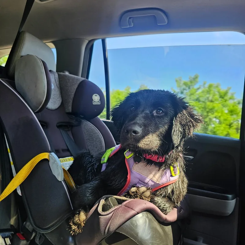 A baby large-sized female Black Golden Retriever dog named Kokua for adoption in Chesapeake Beach, MD