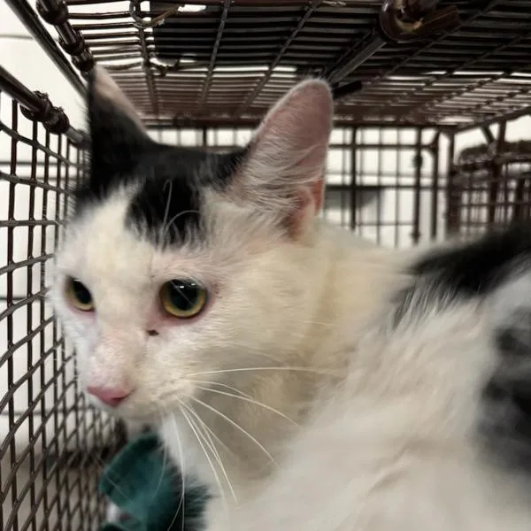 An adult small-sized female Domestic Short Hair cat named Mindy for adoption in Des Moines, IA