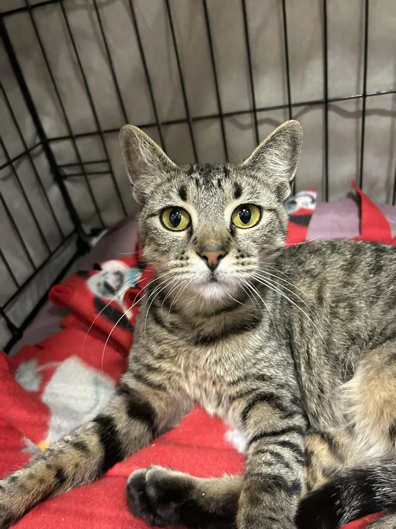 A young medium-sized female Tabby (Brown / Chocolate) Domestic Short Hair cat named Moonshine for adoption in Mokena, IL