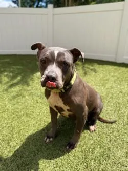 An adult medium-sized female Mixed Breed dog named Paddy for adoption in Savannah, GA