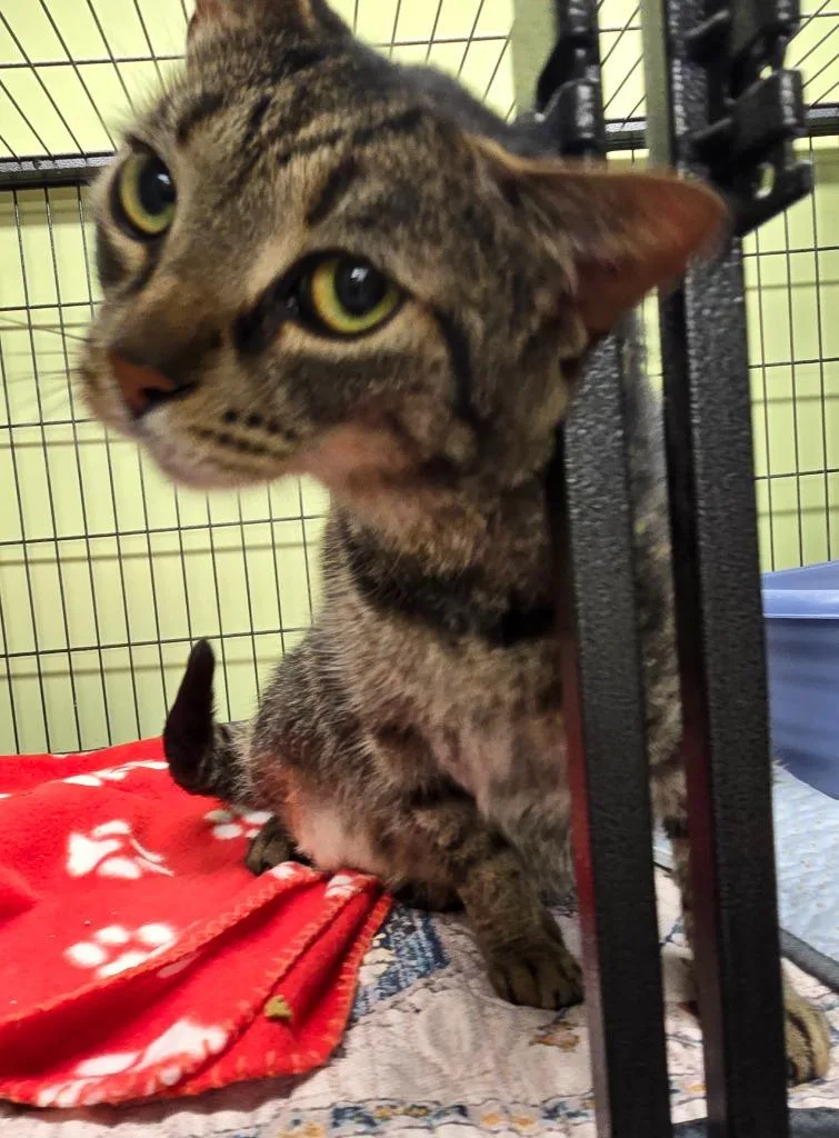 An adult large-sized male Domestic Short Hair cat named Little Man for adoption in Auburn, IN