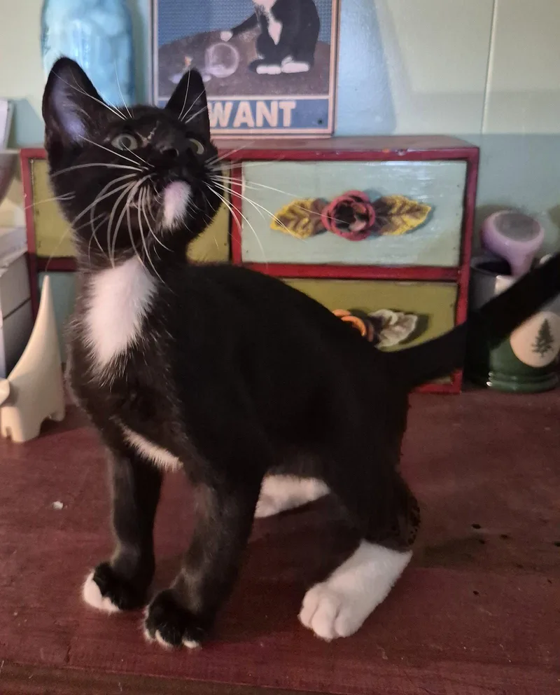 A baby medium-sized male Tuxedo cat named Letty & Leo in for adoption in San Luis Obispo, CA