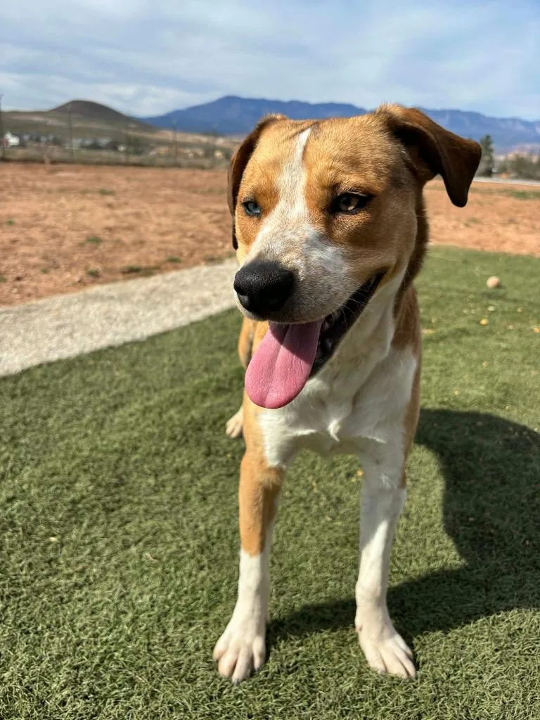 A young medium-sized female Golden Mixed Breed dog named Violet for adoption in Hurricane, UT