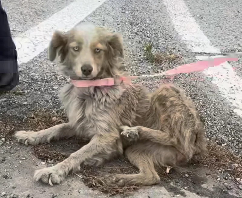 An adult medium-sized female Merle (Red) Australian Shepherd dog named Bindi for adoption in Whittier, CA
