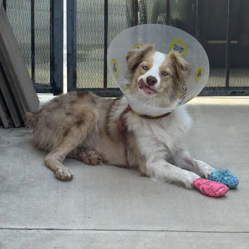 Bindi thumbnail 4