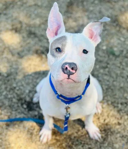 An adult large-sized male Mixed Breed dog named Bentley for adoption in West Chester, PA