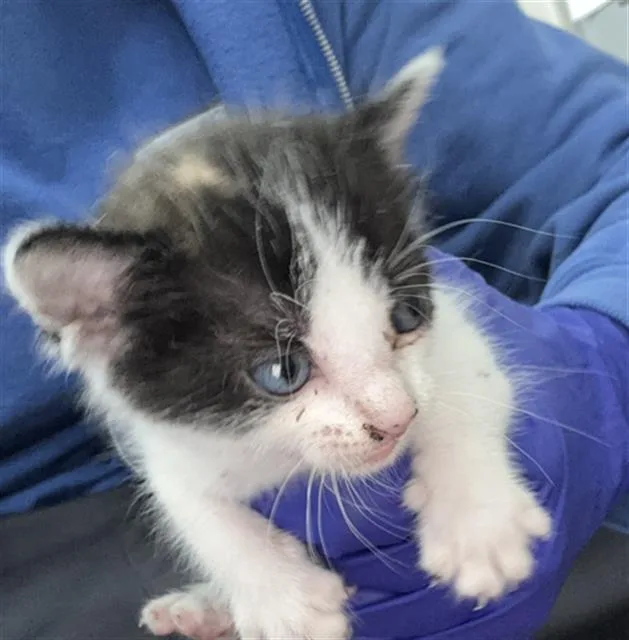 A baby medium-sized female Domestic Short Hair cat named Kayla for adoption in Dallas, TX