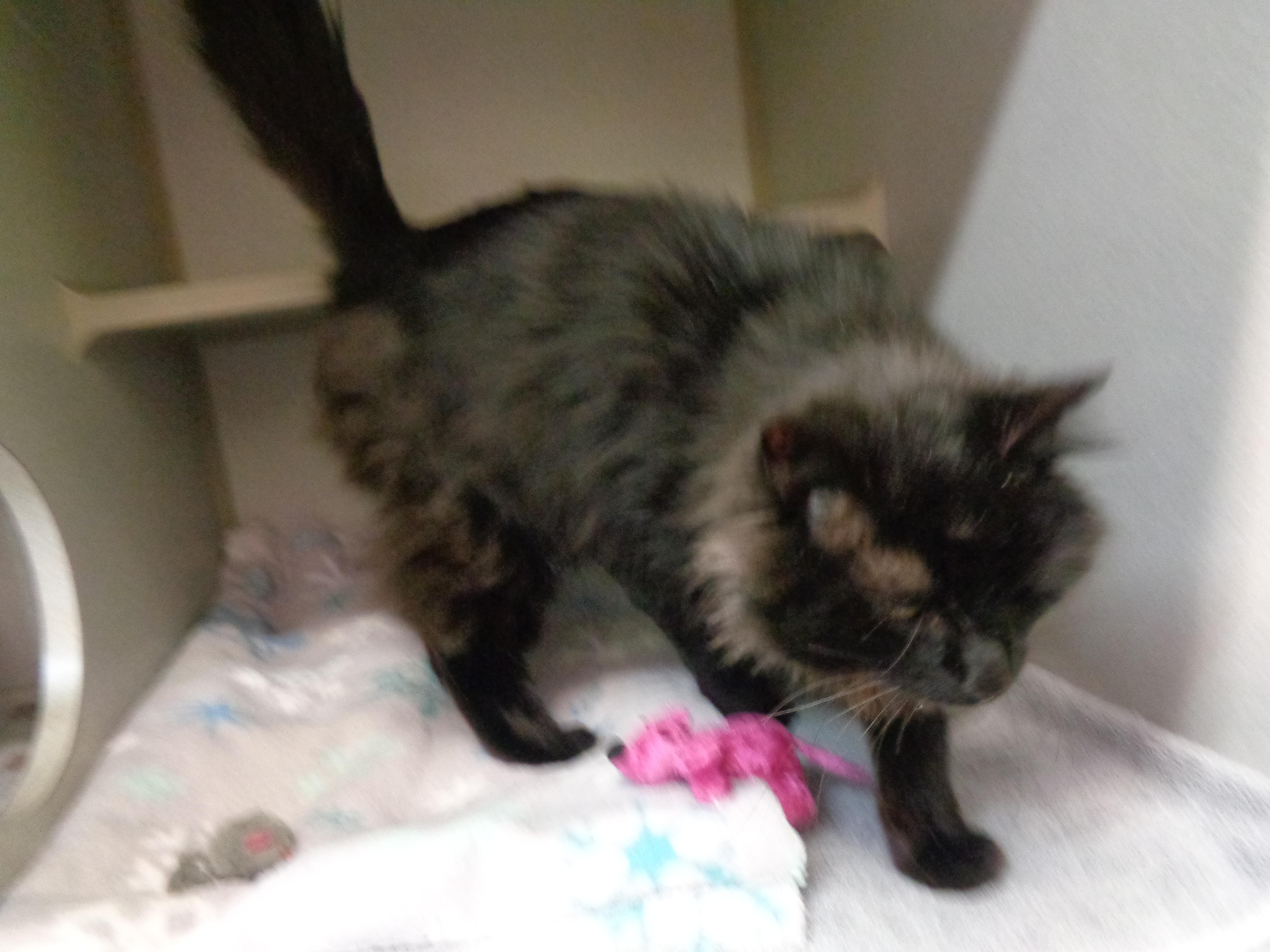 Dusty Miller thumbnail 2