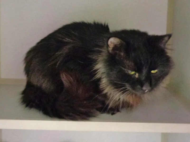 Dusty Miller thumbnail 3