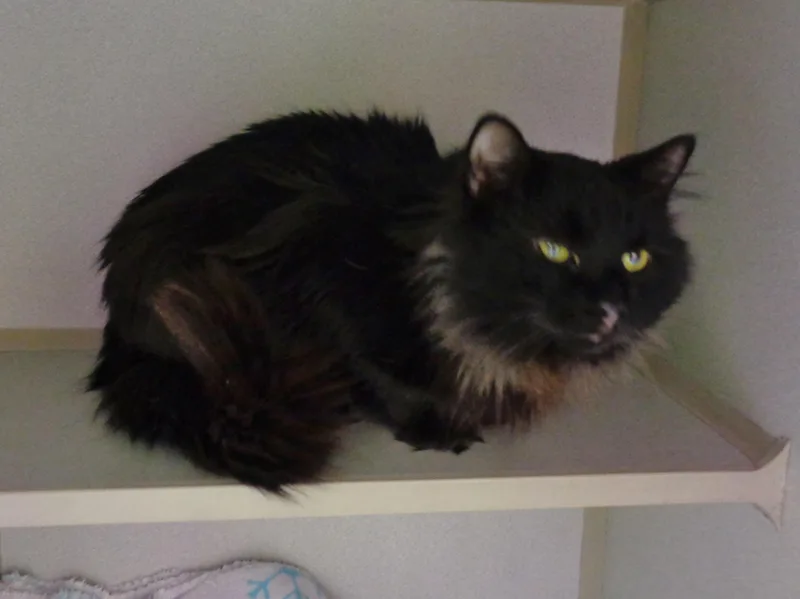 Dusty Miller thumbnail 4