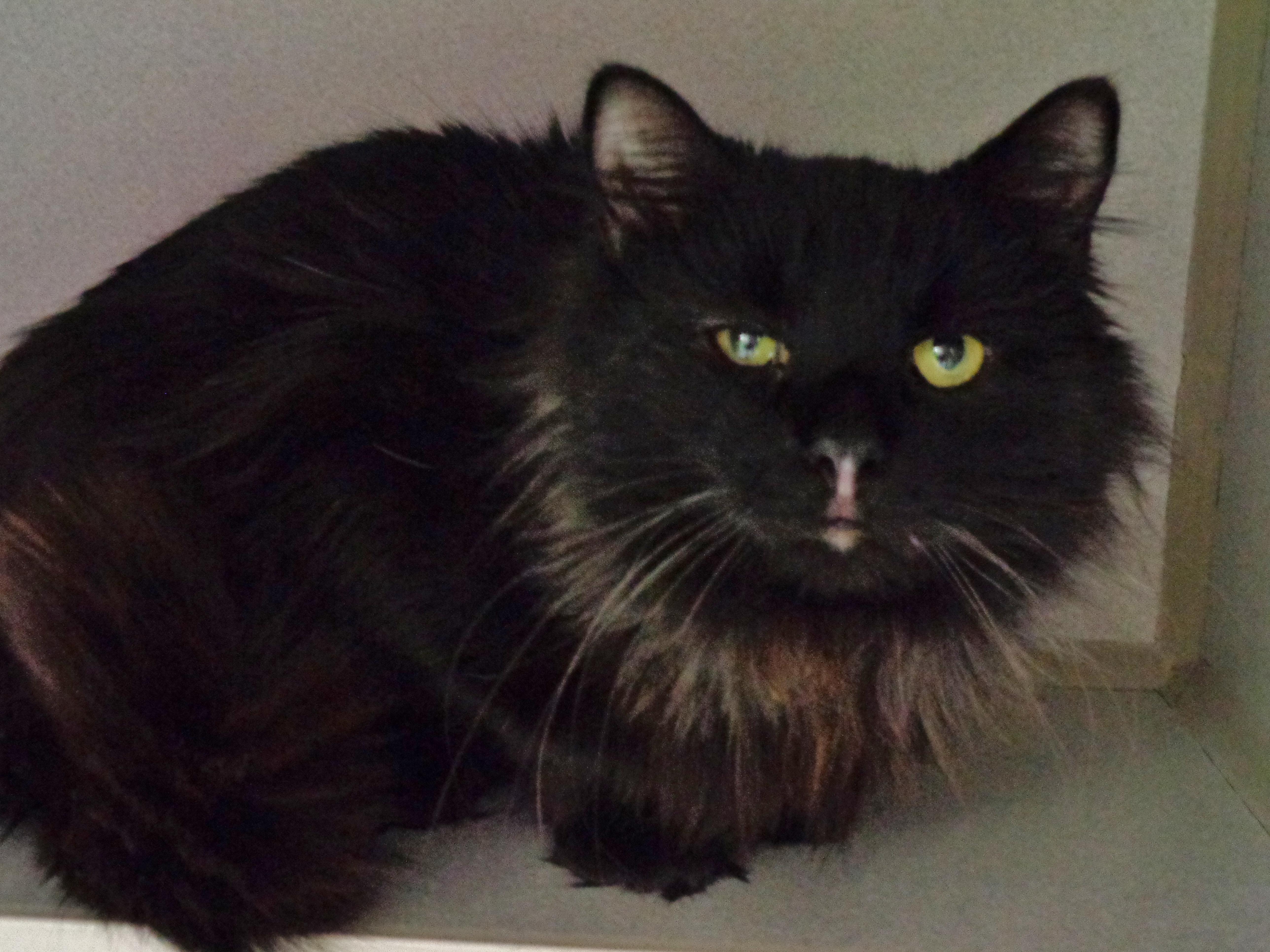 Dusty Miller thumbnail 5