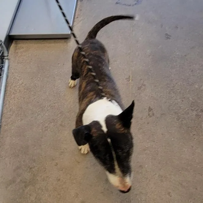 An adult medium-sized male Brindle Mixed Breed dog named 108855 for adoption in Las Cruces, NM