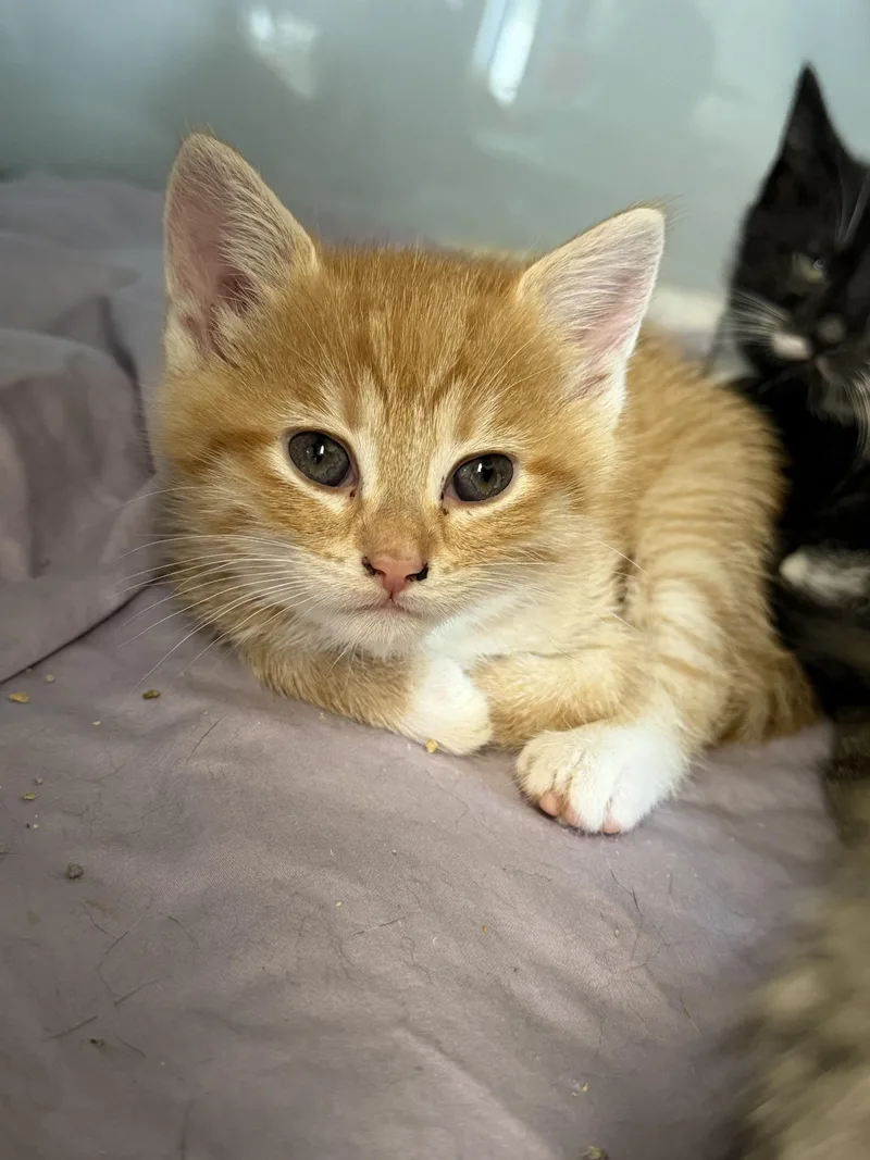 A baby medium-sized female Orange / Red Domestic Short Hair cat named Neutron for adoption in Midland, MI