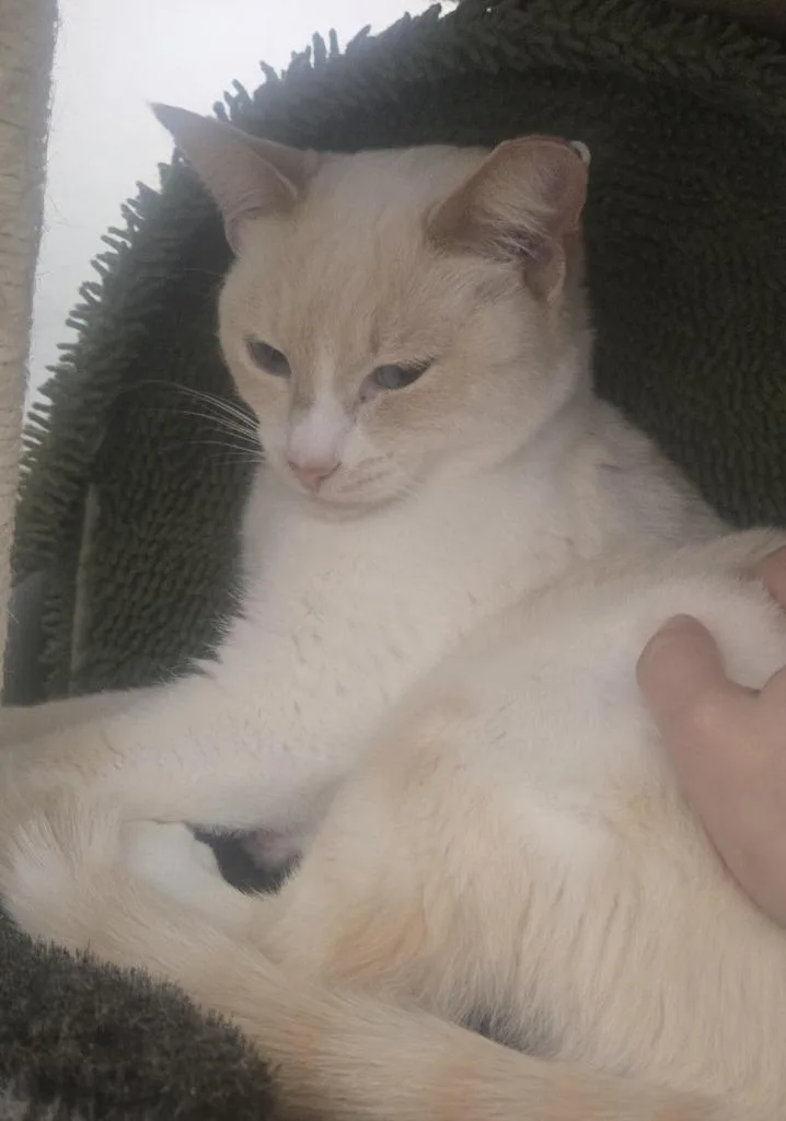 An adult medium-sized female Domestic Short Hair cat named Frankie for adoption in Napa, CA