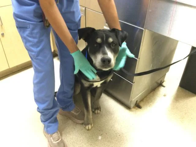 A young small-sized male Pit Bull Terrier dog named Socks for adoption in Riverside, CA