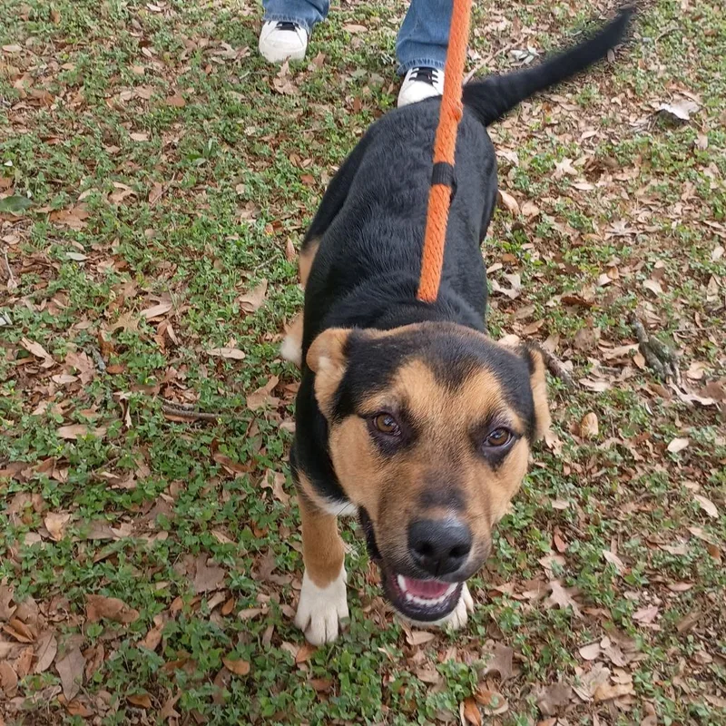 A young medium-sized male Red / Chestnut / Orange German Shepherd Dog dog named Daffy Duck P for adoption in Corsicana, TX
