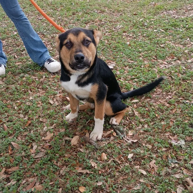 Daffy Duck P thumbnail 2