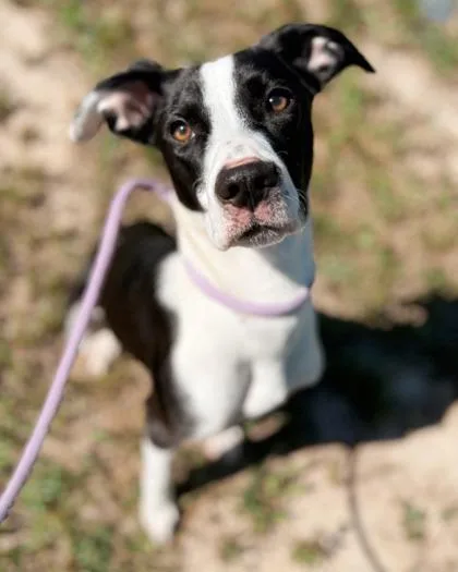 An adult medium-sized female Mixed Breed dog named Patty for adoption in Atlanta, GA