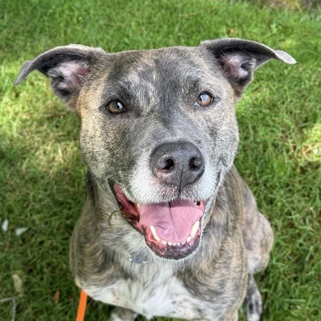A young medium-sized male Pit Bull Terrier dog named Nile for adoption in Kent, WA