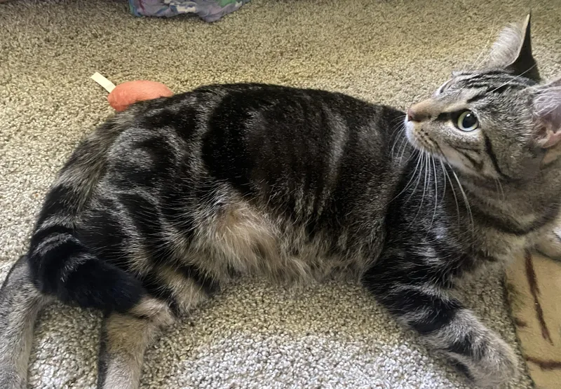 A young medium-sized female Tabby (Brown / Chocolate) Tabby cat named River for adoption in New Albany, OH