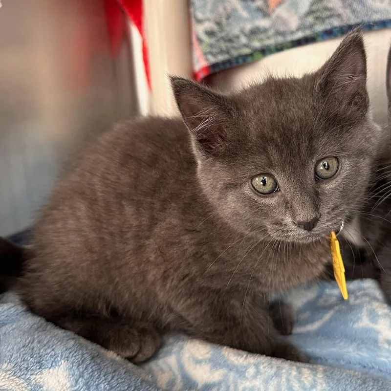 A baby small-sized female Gray / Blue / Silver Domestic Short Hair cat named Sterling for adoption in Springfield, MA