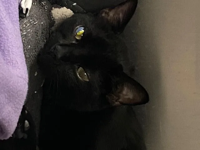 A young small-sized male Domestic Short Hair cat named Tarot for adoption in Albuquerque, NM