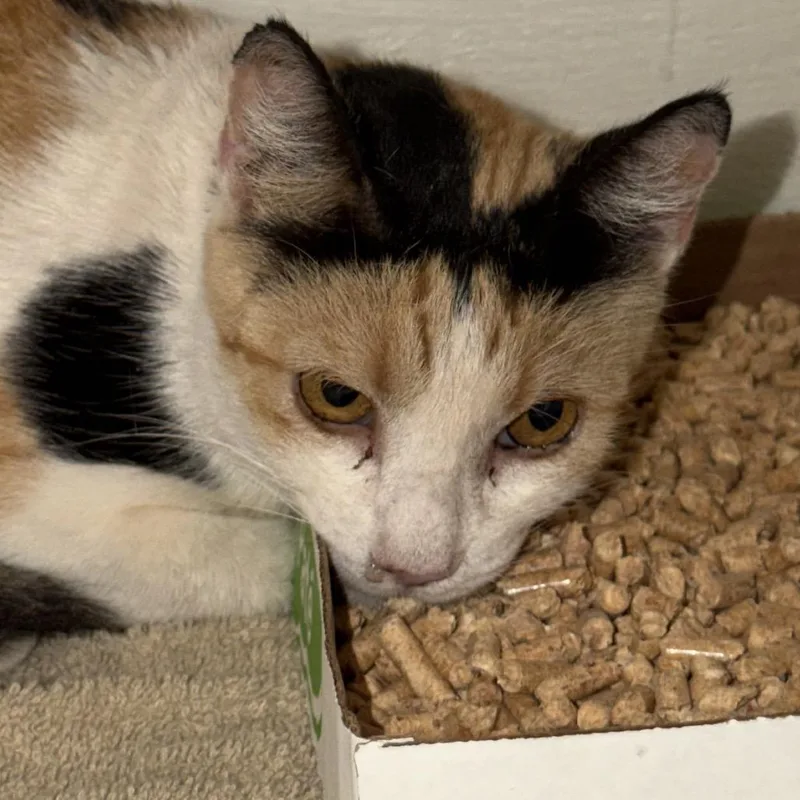 An adult medium-sized female Calico Domestic Short Hair cat named Loli for adoption in Yuma, AZ