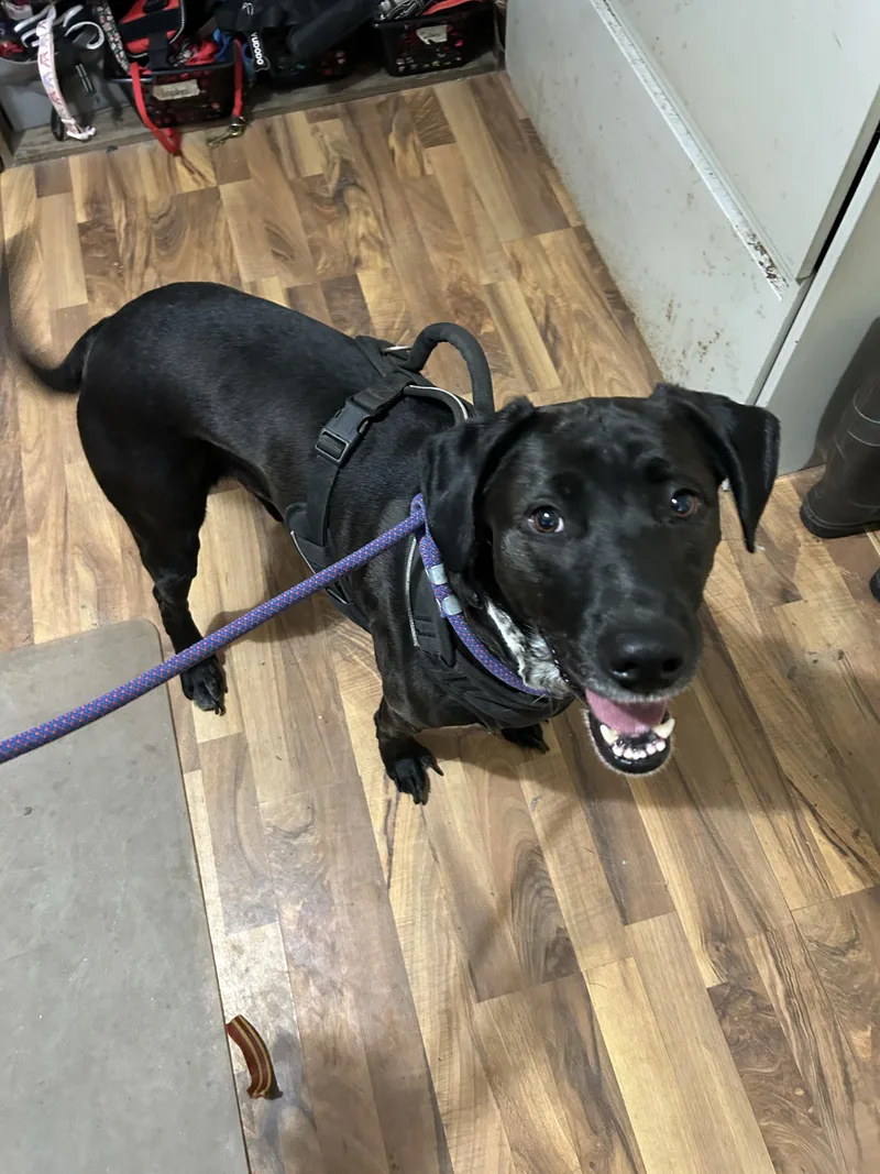 An adult large-sized male Black Labrador Retriever dog named Buddy for adoption in Baldwin, MI