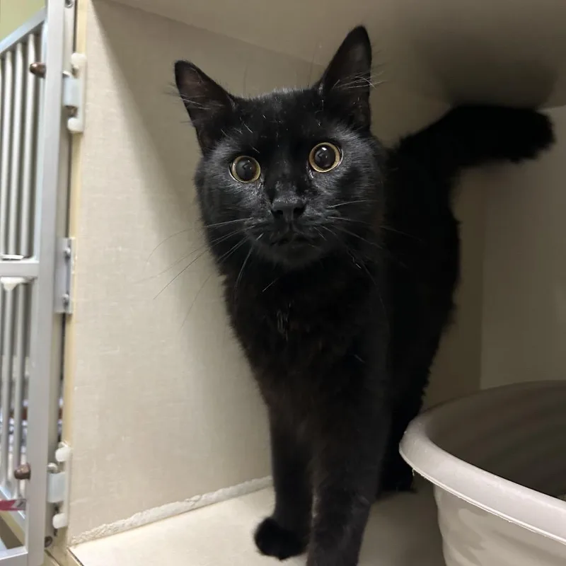 A young medium-sized male Black Domestic Medium Hair cat named Max for adoption in Conway, NH