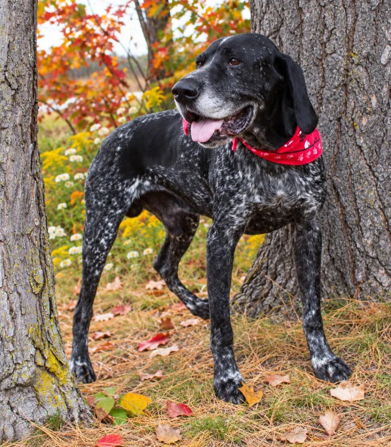 An adult large-sized male Gray / Blue / Silver Hound dog named Percy for adoption in Cheboygan, MI