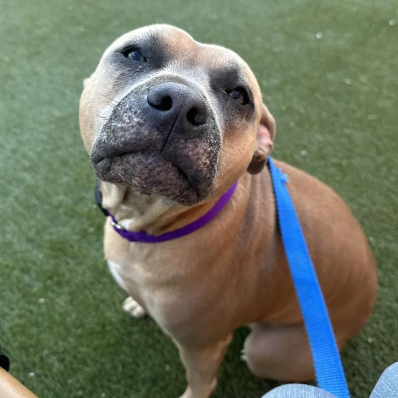 An adult medium-sized female Yellow / Tan / Blond / Fawn Mixed Breed dog named Ada for adoption in Philadelphia, PA