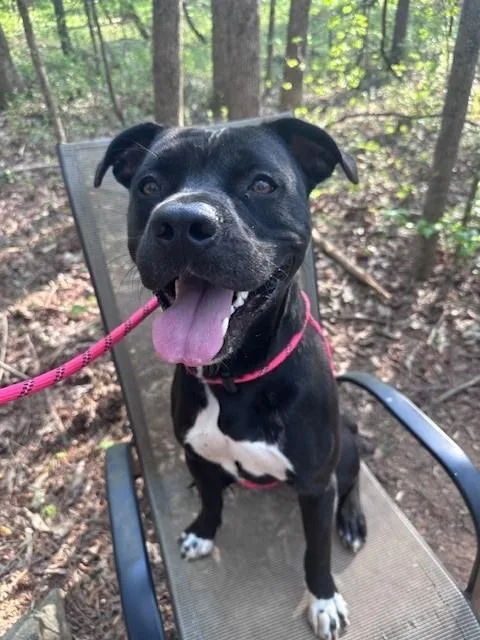 A young medium-sized male Pit Bull Terrier dog named Toby for adoption in Charlotte, NC