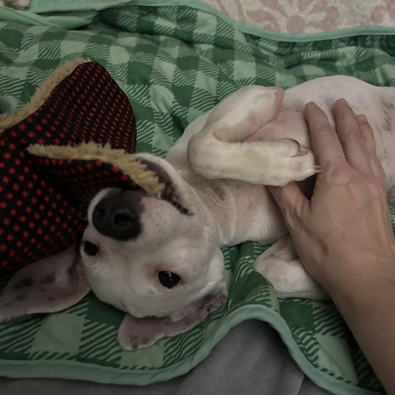 Mochi B